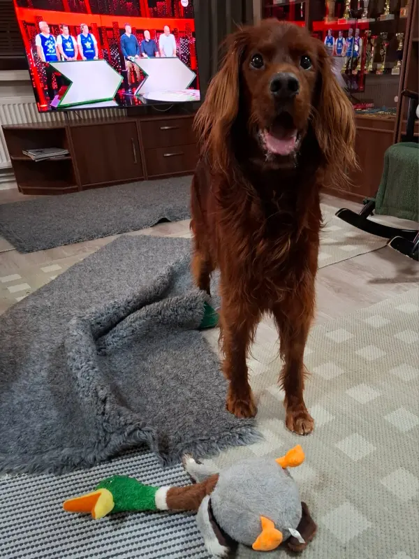 The dog who loves the sauna A dark brown, long-haired dog stands in a room. He looks content. In front of him, on the floor, is a colorful toy duck. Gray-toned, single-color, checkered or houndstooth rugs. One of them is crumpled. In the background on the right, on a small cabinet, there is a TV showing competitors in blue jerseys. In front of them are two objects that look like open laptops. On the right side of the picture is a brown glass cabinet, which reflects the TV image.