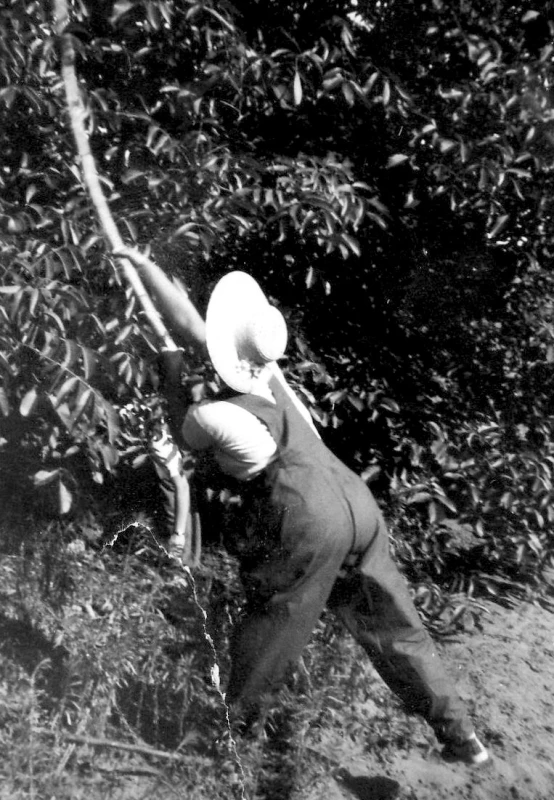 A young woman wearing a hat and gardening trousers stands with her back to the camera, trying to reach the nuts on the tree with a wooden stick.