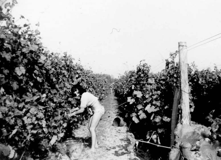 Szőlő sorok között állok lehajolva egy szőlőfürtért. Előttem egy vödör, mögöttem, a másik sornál egy másik vödör eldőlve.