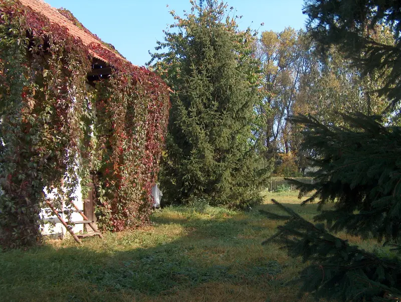 Old countryside house with walls covered in red climbing plants, next to pine trees.”