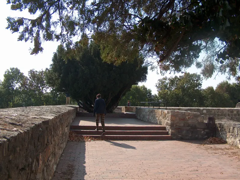Promenade on the walls of Sárospatak Castle, with a large shady tree in the center and a walking visitor