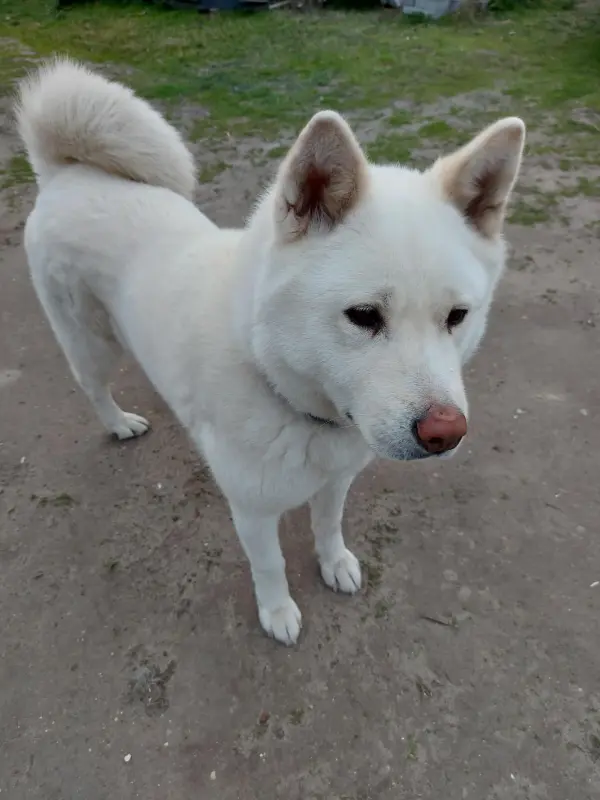 Ennek a kutyának a szőrét dolgoztam fel. (Egy fehér Akita)