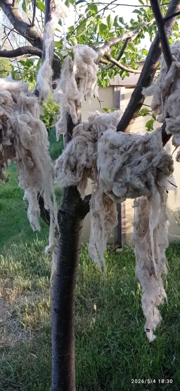 A bag of wool hanging and drying on an apricot tree